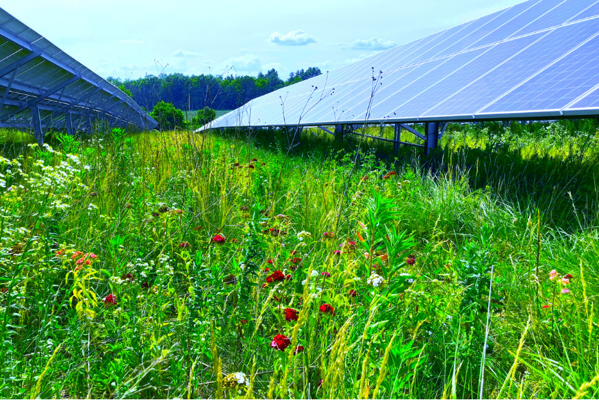 vermont-solar-expands-state-s-pollinator-habitat-renewable-energy-vermont